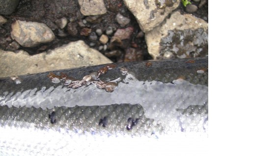 fresh salmon long-tailed sea lice