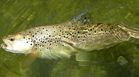 River Ebble wild brown trout